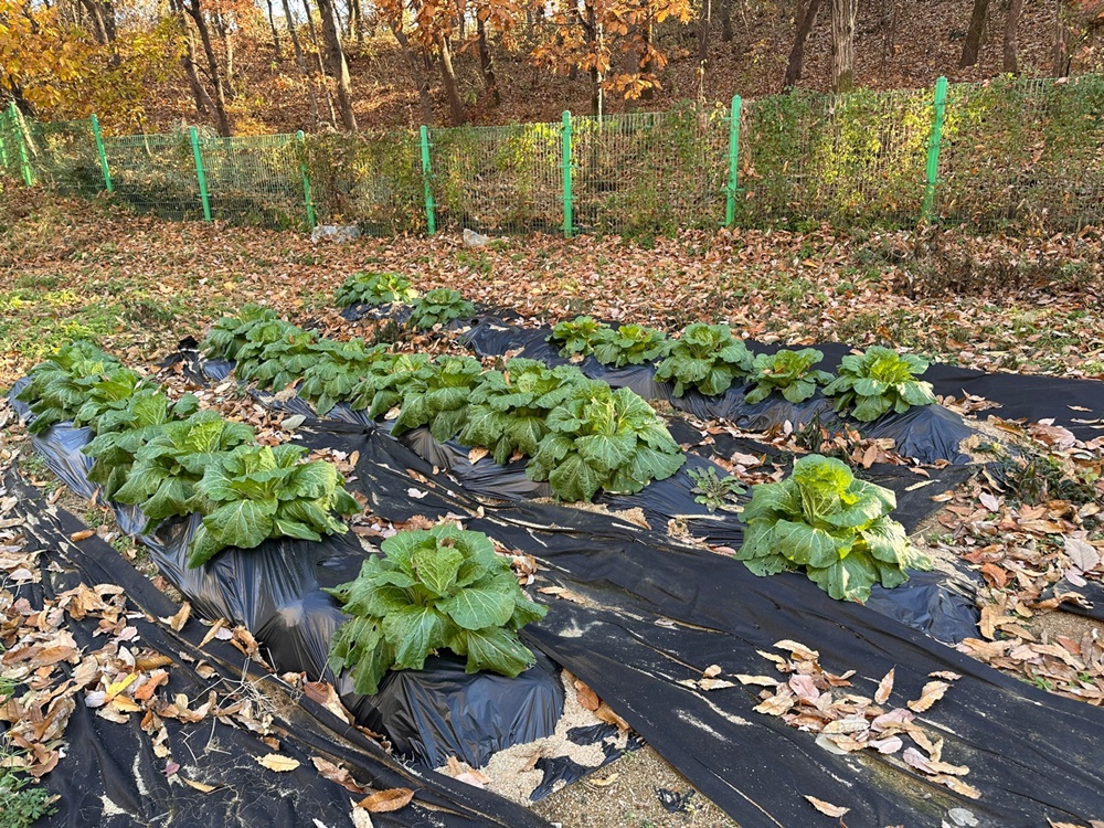 요리교실_배추겉절이1