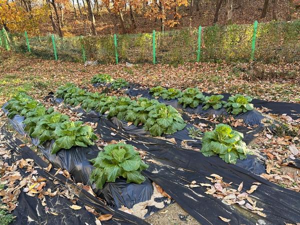 요리교실_배추겉절이1